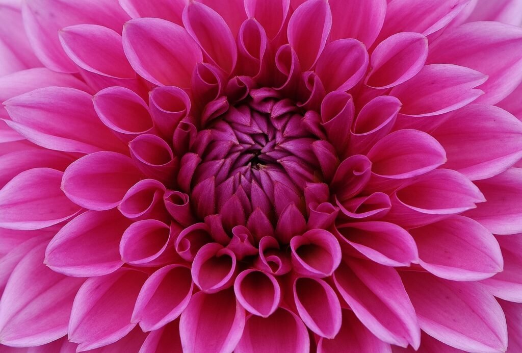 Macro Photography Ideas